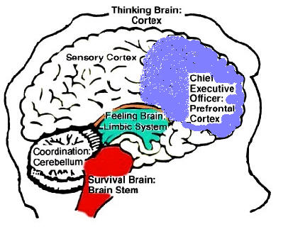 Brain diagram #1