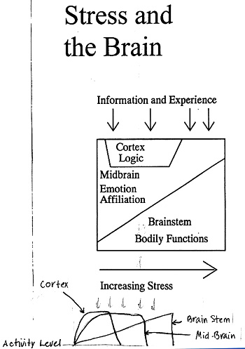 Brain diagram #2