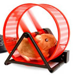 Hamster on wheel